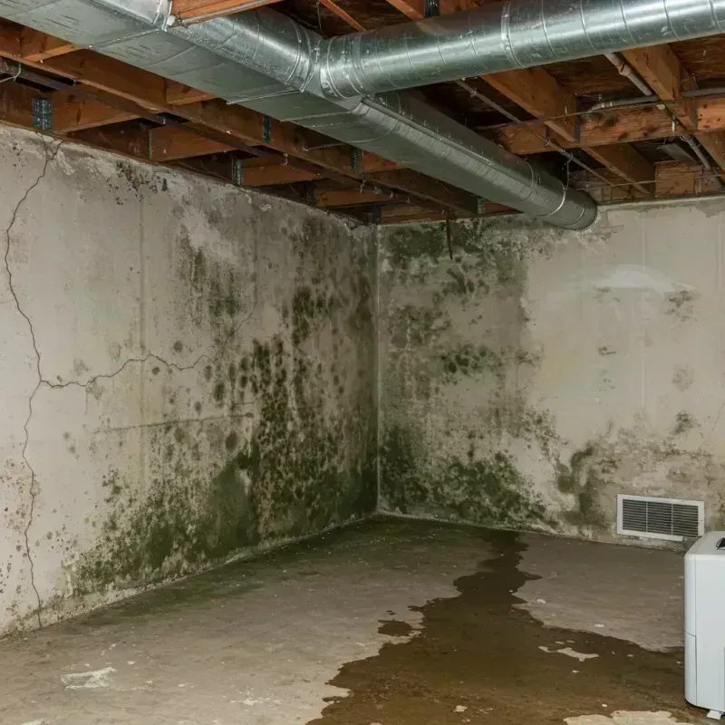 Professional Mold Removal in Keewatin, MN